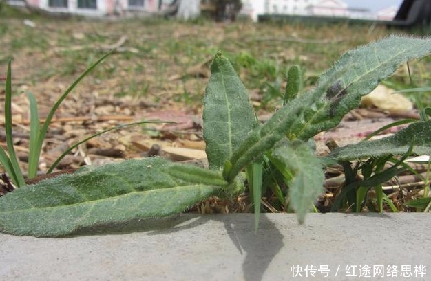  野菜|农村的这个“酸不溜”野菜，想想都要流酸水，再酸，春季也要吃