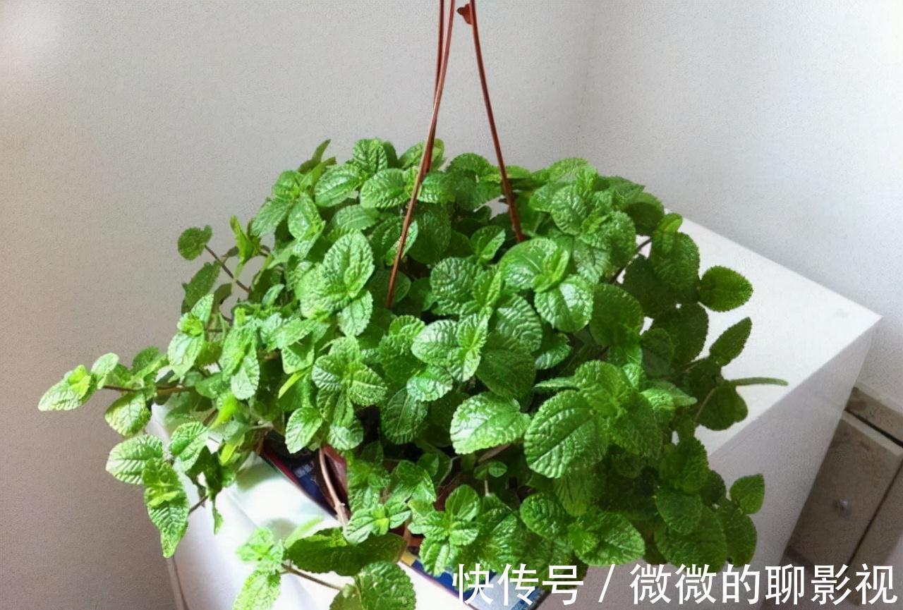 农历九月十八霜降后,养什么花?家里养3种花,八方来财十全十美