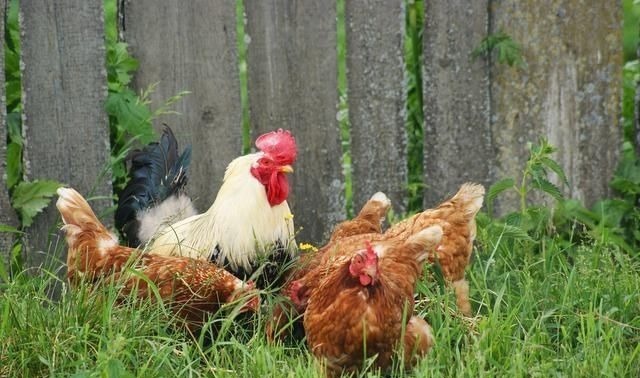 炖鸡汤时,牢记“1泡1放2不放”,炖出来的鸡汤汤鲜肉嫩没腥味