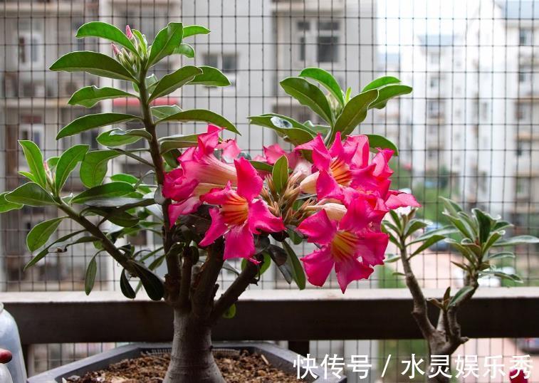 去朋友家玩,发现她家阳台有一种花卉,太漂亮了,拍给大家看看