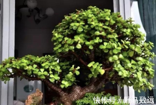 金弹子|夏季养不好绿萝，不如养“2种树”，平时只浇水，长成盆景，美！