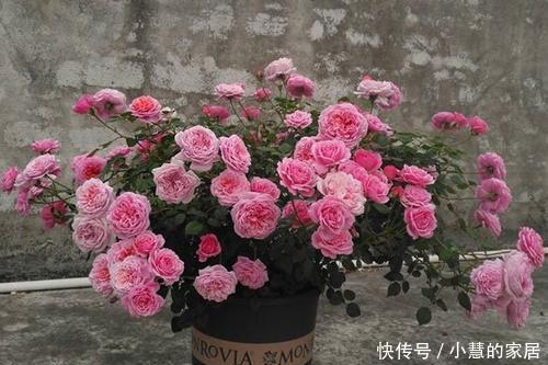 植株|5种微型月季,好养又好看,植株矮小花量大,是阳台盆栽佳品!