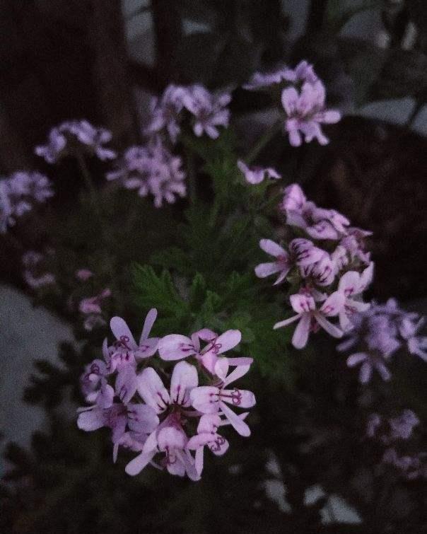 花友们|夏天室外养花，蚊子太多了，种点驱蚊草试试