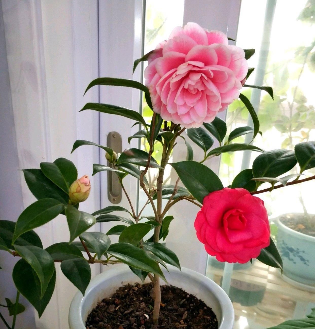 此花是中国传统名花,一树多色花,漂亮不输牡丹,北方也能养