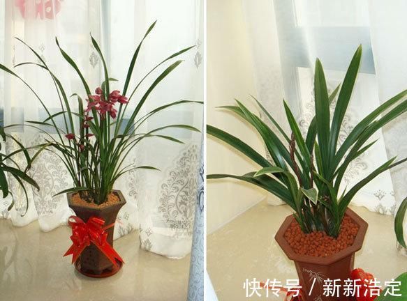 一番话|养兰花究竟有多难?听了王姐一番话才知道,原来的养护方法都错了