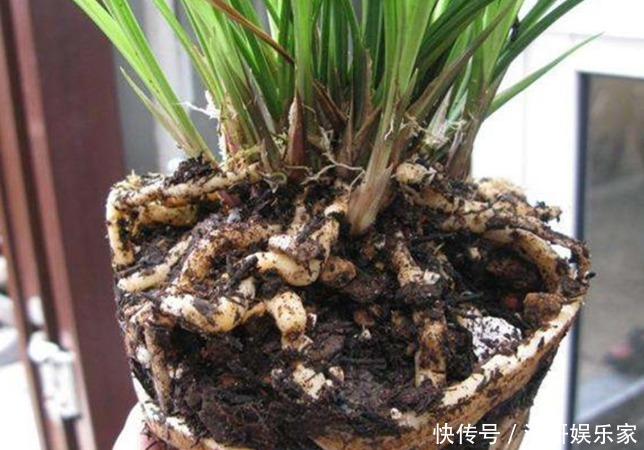 兰花凋谢后,早做3件事,新芽还比老苗多