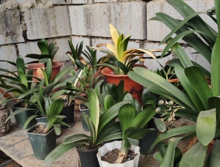 新手养君子兰,度夏注意4件事,不再烂根烂叶,安稳过夏天