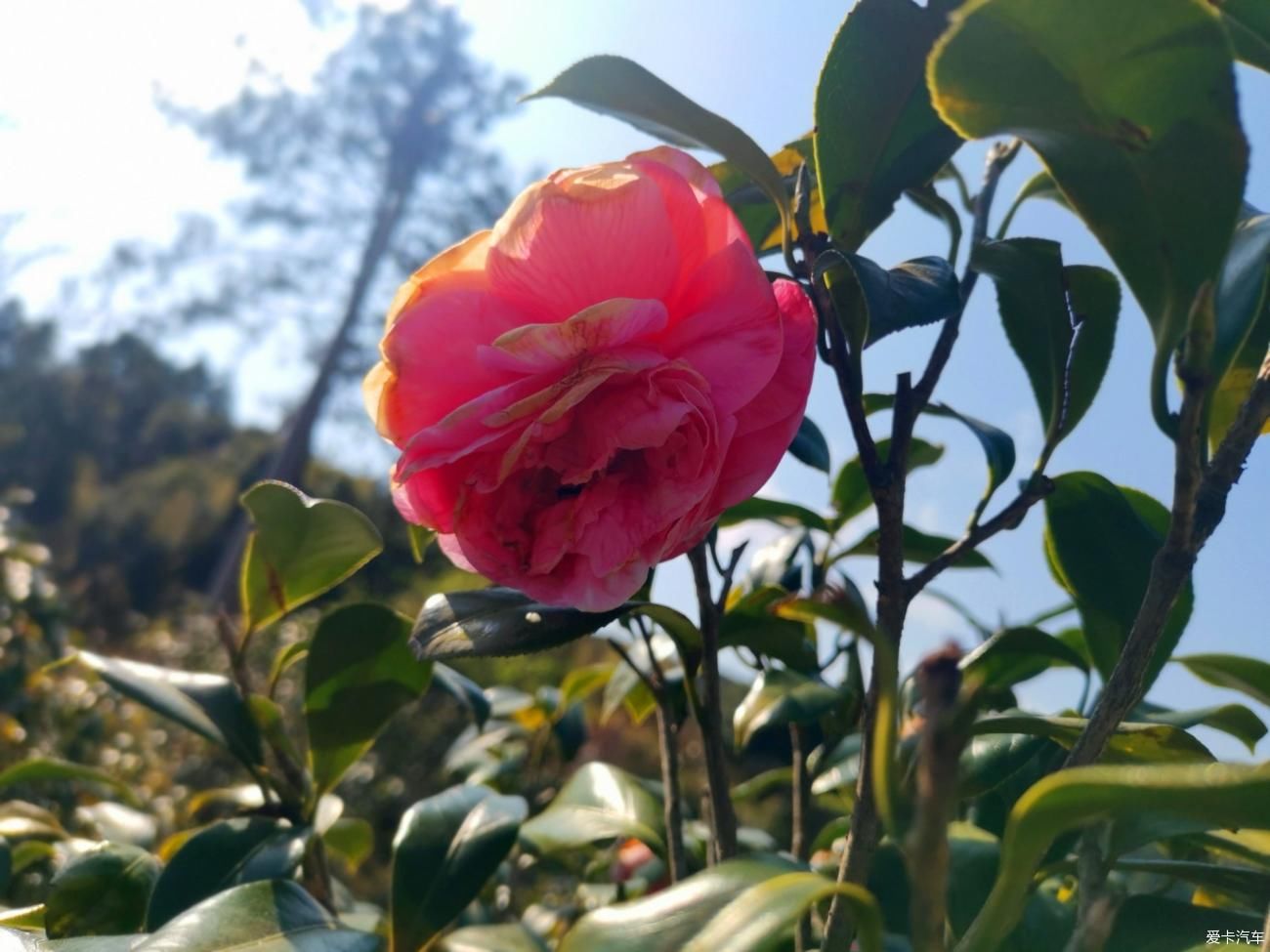 闲游阿婆六茶花谷