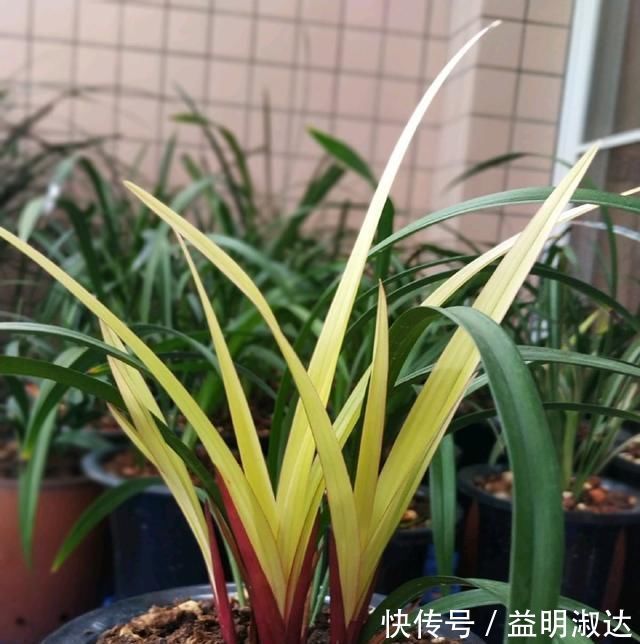 养兰花,牢记3点,兰花不烂根,不腐芽,猛发壮苗,花朵呼呼开