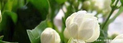 泥土|户外挖“2种土”养花,君子兰长得像“大白菜”,茉莉花“爆盆”