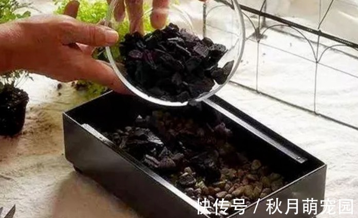 细数木炭养花,至少有4大好处,养啥旺啥