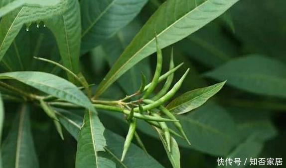 鸡骨常山俗称野辣椒 它是怎样的植物 快资讯