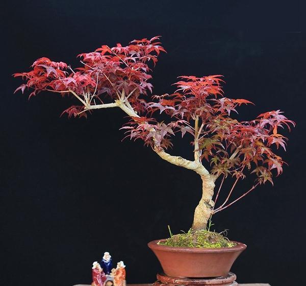 10种“旺运花”开花红艳艳,现在养一盆,春节刚好开,红火显富贵