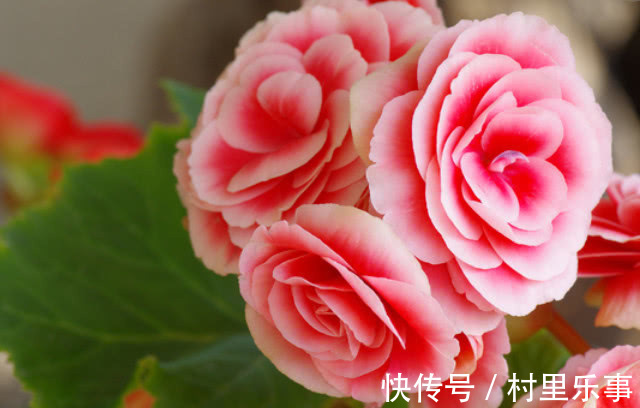 新手养长寿花,喝点“它”蹭蹭长,不烂根不黄叶,花开娇艳爆满盆