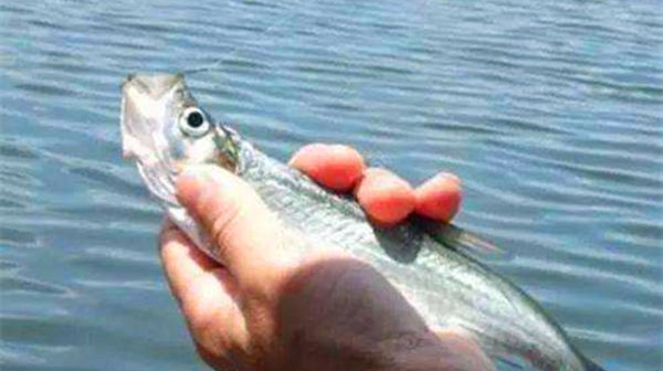 饵料|民间钓翘嘴鲌鱼的五种方法，盛夏高温鱼难钓，这种鱼反而更好钓
