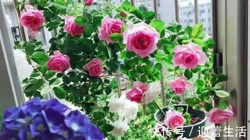 最厉害的养花营养液：给花喝一勺，新叶嗖嗖长，花苞蹭蹭长！