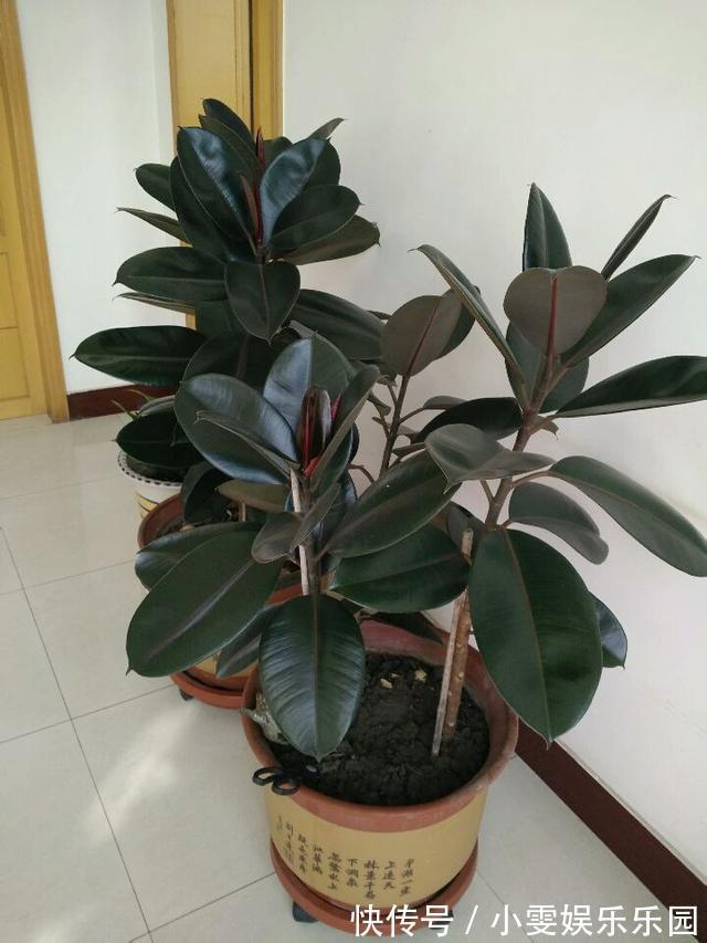 成活率|4种漂亮花，5月快扦插，20天生根，残枝别浪费