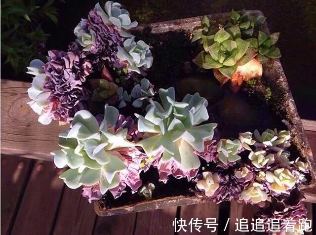 老干妈瓶养多肉，不用土只用水，叶子疯狂吸水3天变胖！