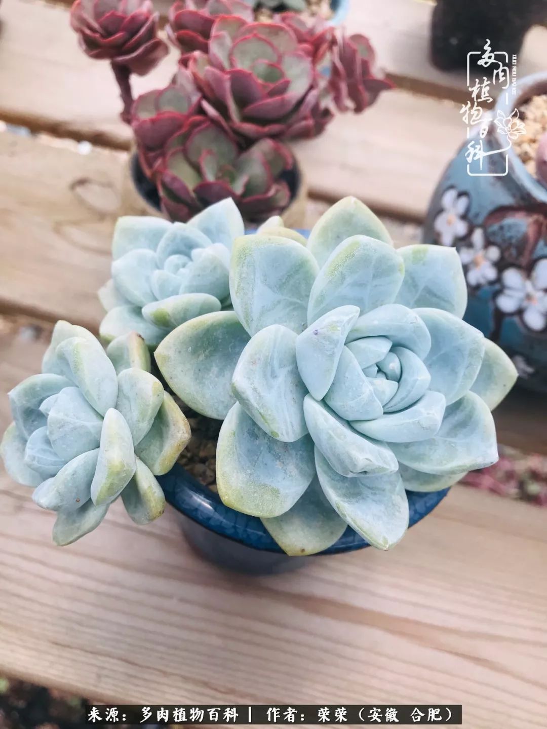 金秋时节,变化带来的惊喜不正是养肉的乐趣所在么!