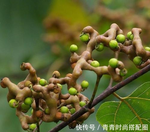 枳椇|每日一味中药枳椇子