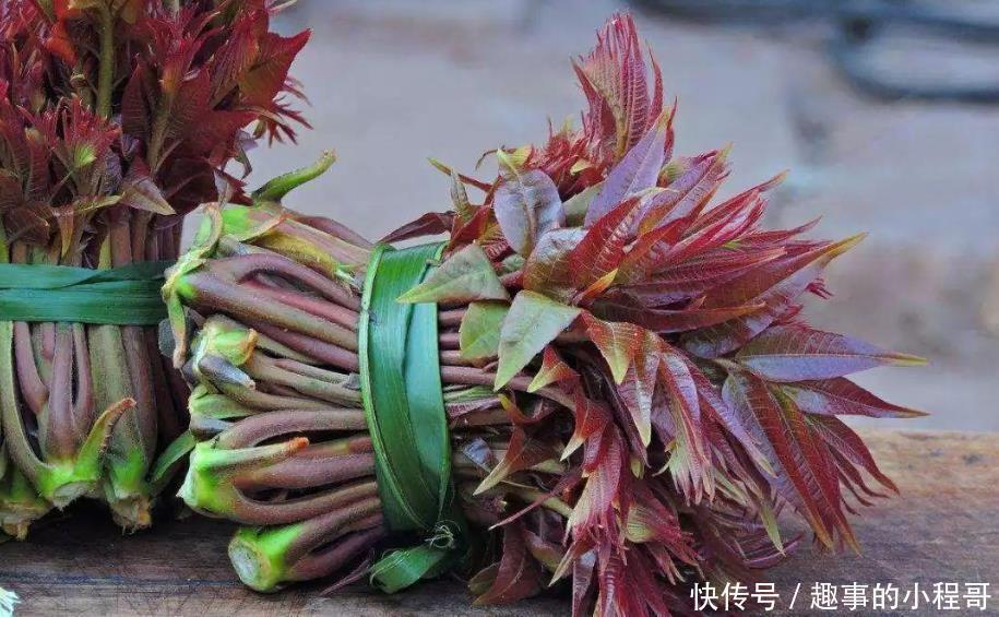 香椿芽|同是香椿,紫叶和绿叶有什么不同?原来差别这样大,以后别买错了