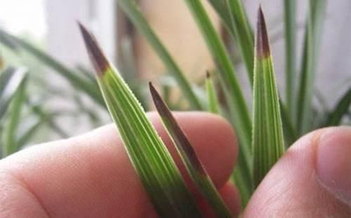 光照|家里花草容易“干尖”4个原因要知道,用3个方法能预防