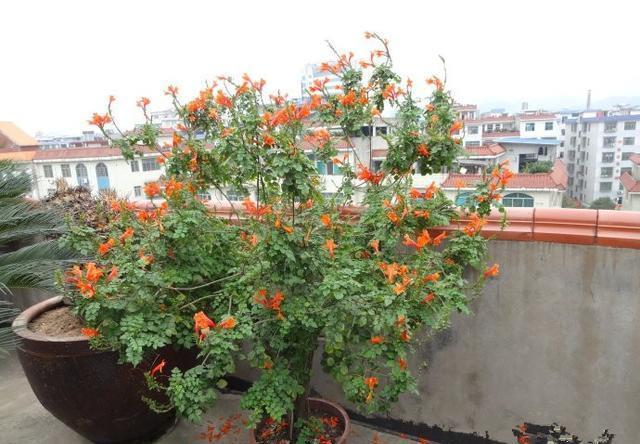 熟悉而陌生的“凌霄花”,掐个枝埋花盆,几年吃掉你的房,太猖狂