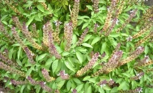 播种|乡下一种野草看起来不起眼,市场价一斤40元,是一种中药材