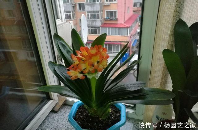 营养物质|想让君子兰开花?收藏3个小方法,叶片蹭蹭长、花朵鲜艳