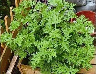 常春藤|卫生间放一盆这个花,再也没有异味了,蚊虫也不见了