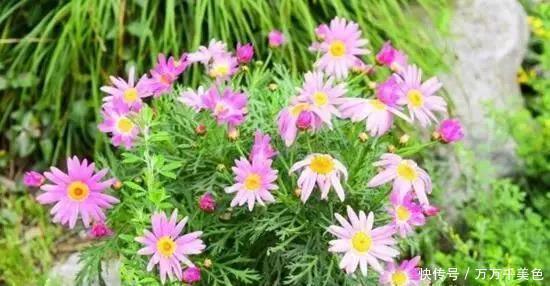 长春花|别再养那些“烂大街”的盆栽啦选这3种“花”,好养易开花