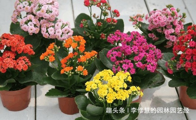 过了休眠期的长寿花不开花怎么办“小黑屋”伺候,乖乖花开爆盆