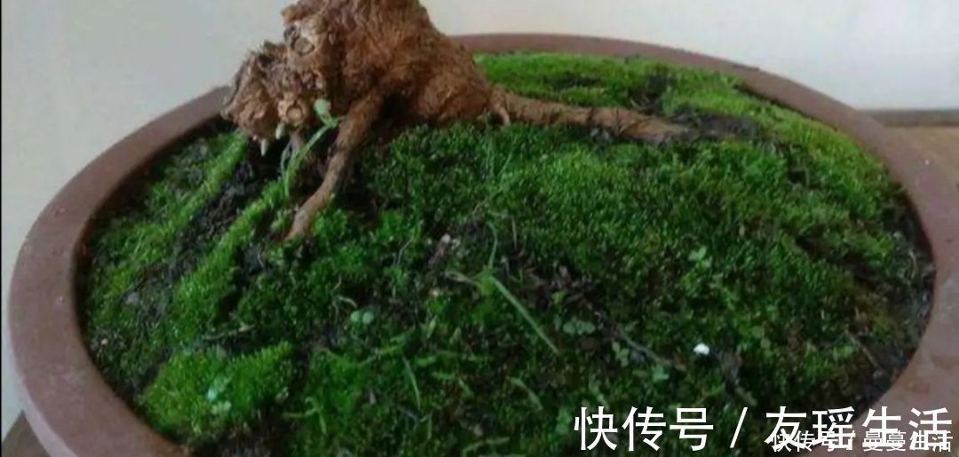 盆景|2种简单的方法，让盆景里长出绿油油的苔藓，漂亮又美观