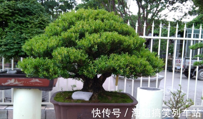 制成盆景的瓜子黄杨,搁家里能显主人品味、身份,该怎么养护?