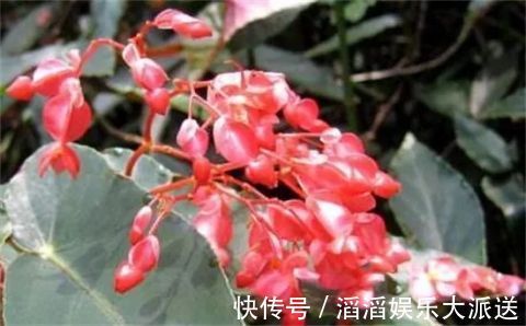 有机肥液|竹节海棠怎么养多开花，八大要点让它一年四季花开爆盆
