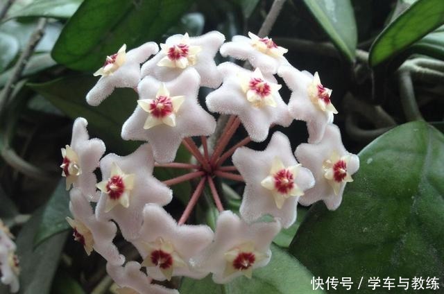 球兰，叶子似绿萝，比绿萝还耐阴，开花满屋香！