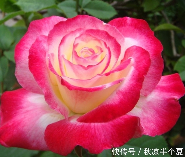 4种花自带财运，家里养一盆，招财纳福好运来，越养越喜欢