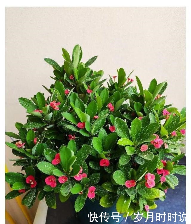 它是天然叶面肥,一擦一喷,叶子比打了蜡还亮!