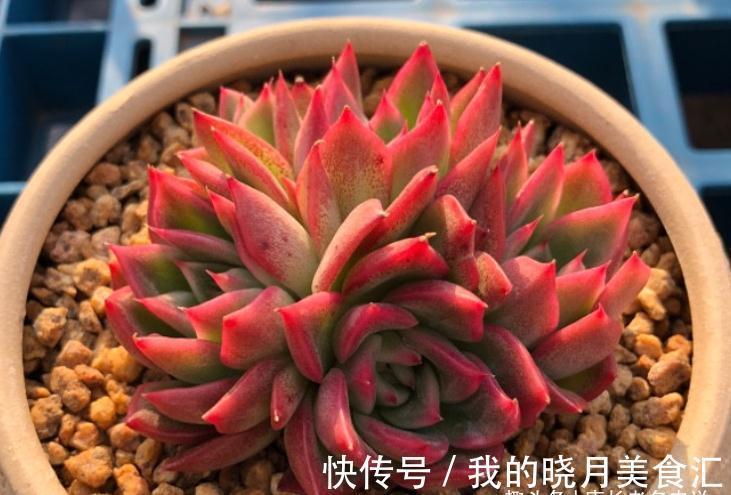 东云系多肉较易出状态,而这“6品种”尤其如此,冬天可轻松上色