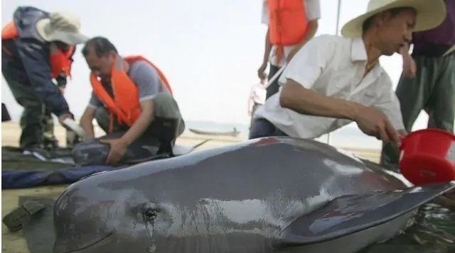 动物|一百年来,中国灭绝了多少动物?