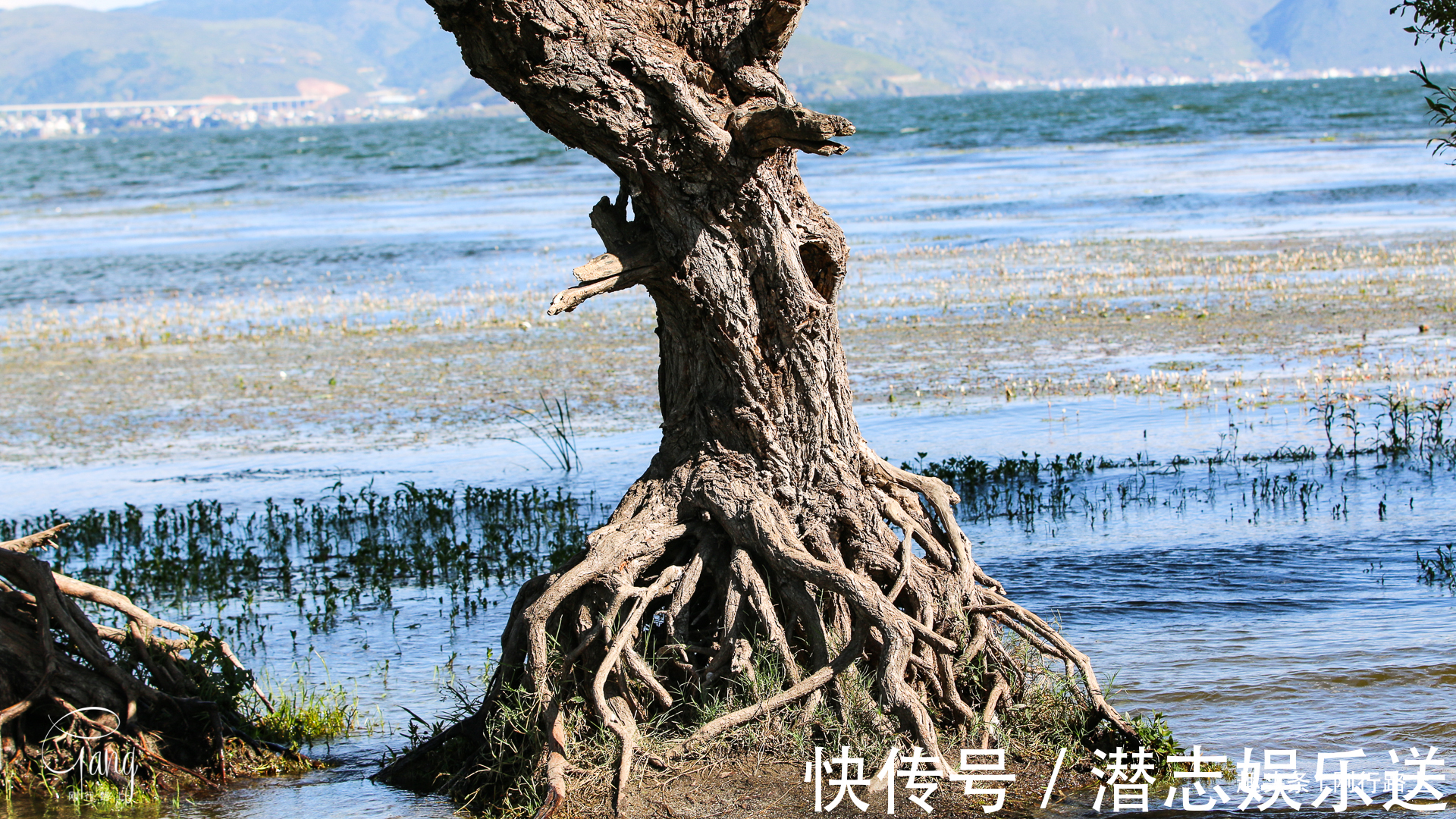 枯藤|大理最不起眼的海舌公园，洱海边上的枯藤老树成人们最爱的打卡点