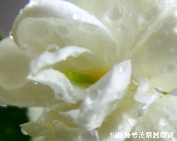 这三种绿植最爱喝雨水，阴天赶快搬到外面去，越淋越能轻松长不停