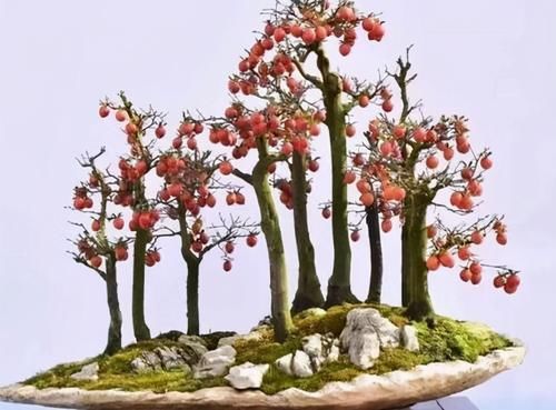 老鸦柿上盆后的养护很重要,5个方面的经验,帮你做好日常管理