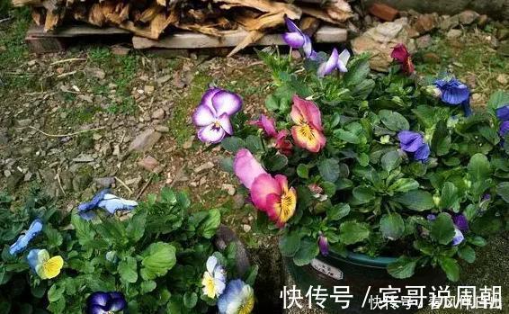 不良习惯|深陷这些“养花误区”,走不出来,就别怪植物活不久、长不好