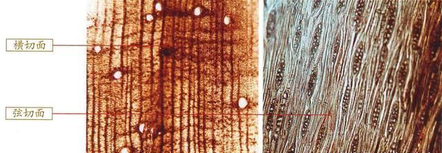 波痕|致密凝重、璞玉浑金——黄花梨无愧于最珍贵之木材