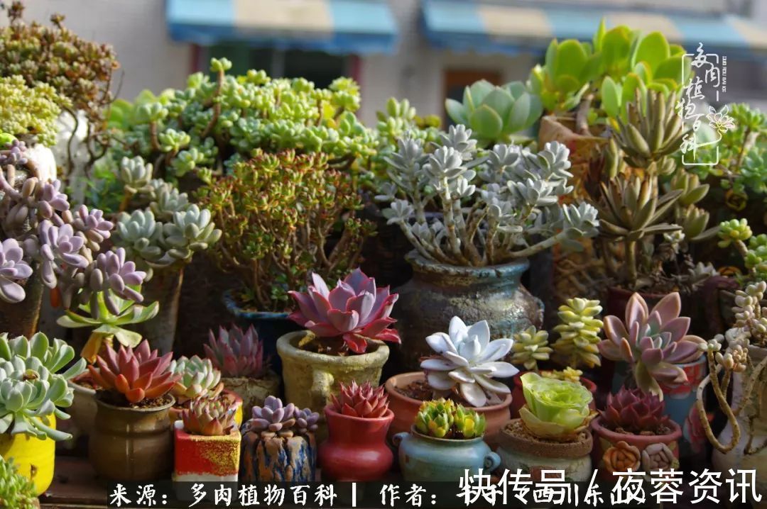 夏天|夏天日晒雨淋,秋老虎来势汹汹,你的多肉准备好逆袭了吗