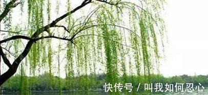 在送別詩中 詩人為什麼習慣用柳樹在送別詩中 中國熱點