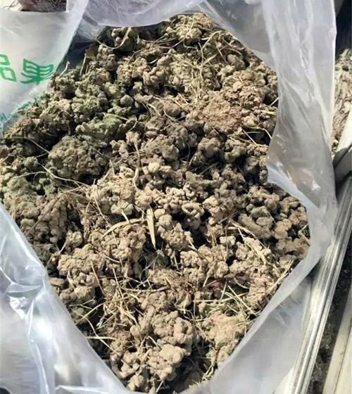 盆底垫三种东西,不怕招虫不烂根生病,养花更省事了