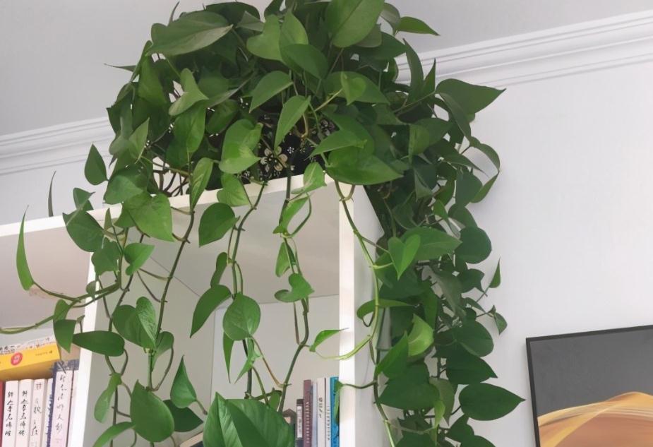 绿萝长得慢?多浇“2种水”,不用多花钱,茎叶就养得绿油油