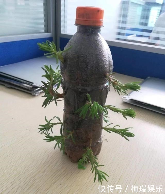 多肉|“塑料瓶”竟是养花神器,学会“4种”用法,一生受用、养花旺